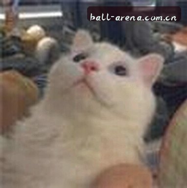 王磊